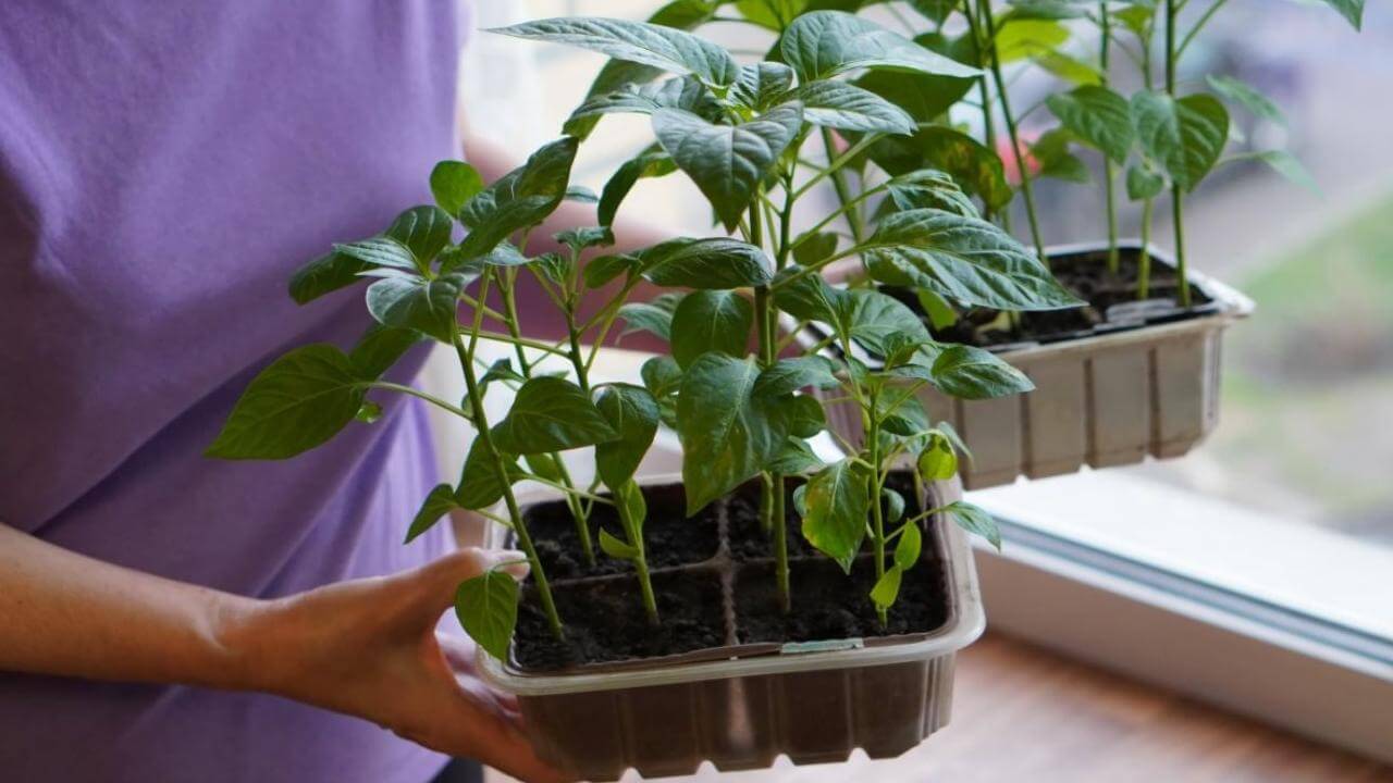 8 Simple Steps to Mastering Indoor Pepper Seed Starting