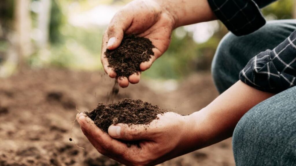 Choosing the Best Soil pH Testers for Your Garden