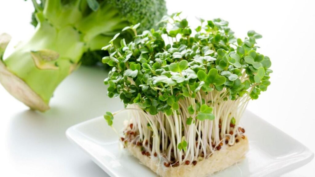 How to Grow Broccoli