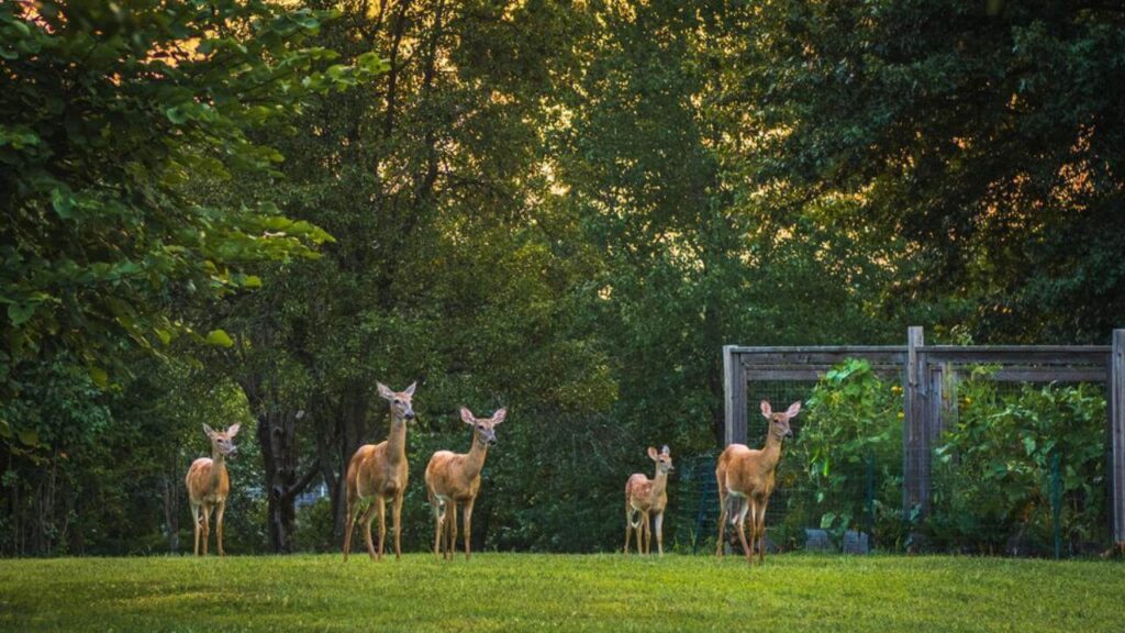 How to Keep the Deer from Eating Your Tomato Plants