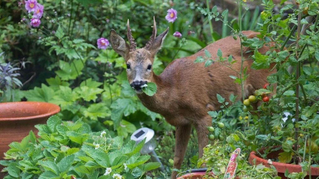 How to Keep the Deer from Eating Your Tomato Plants