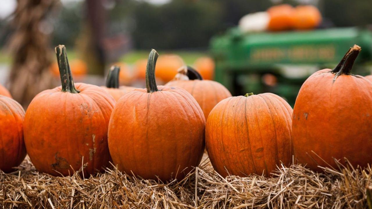 How to Maximize Your Pumpkin Harvest with Companion Planting