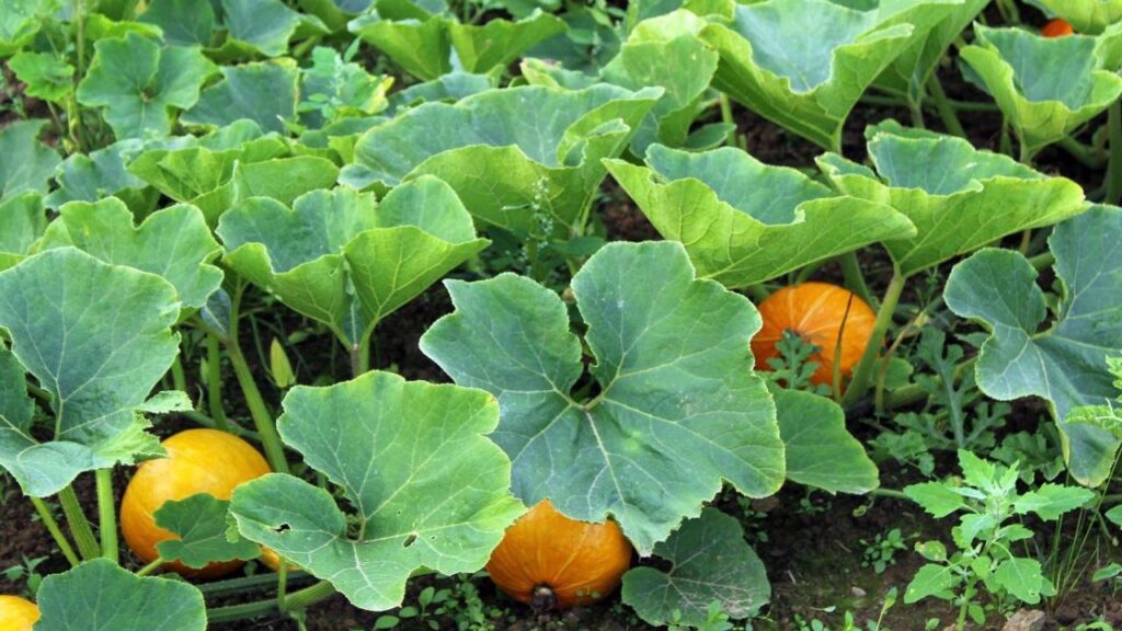 How to Maximize Your Pumpkin Harvest with Companion Planting