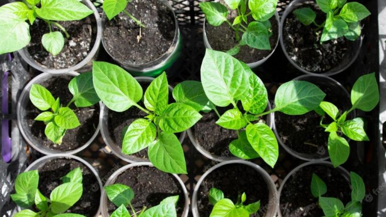 How to Top Pepper Plants