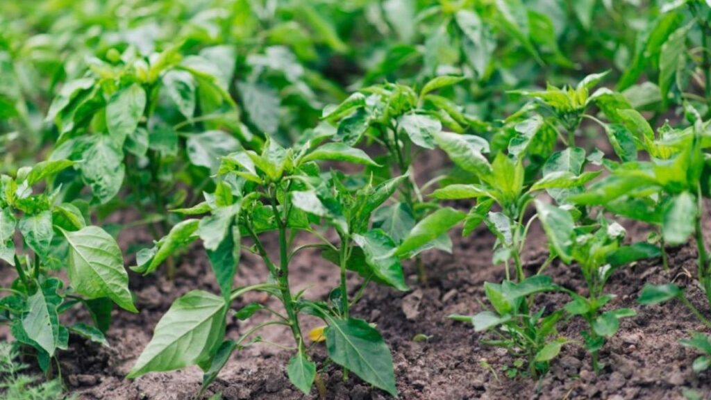 How to Top Pepper Plants