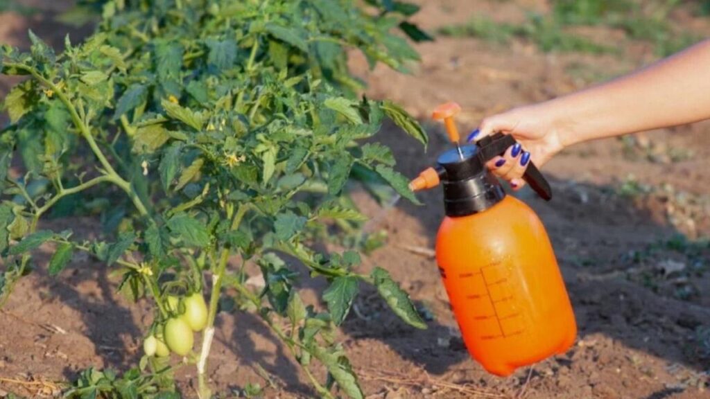 How to Use Neem Oil for Tomato Plants