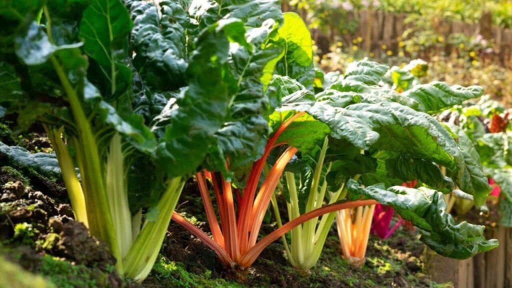 The Ultimate Guide to Rhubarb Companion Plants