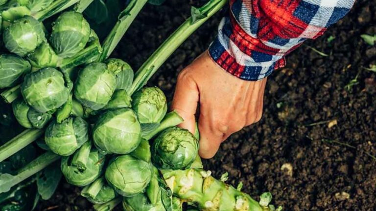 How to Grow Brussels Sprouts