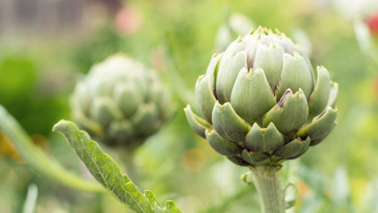 How to Plant and Grow Artichokes
