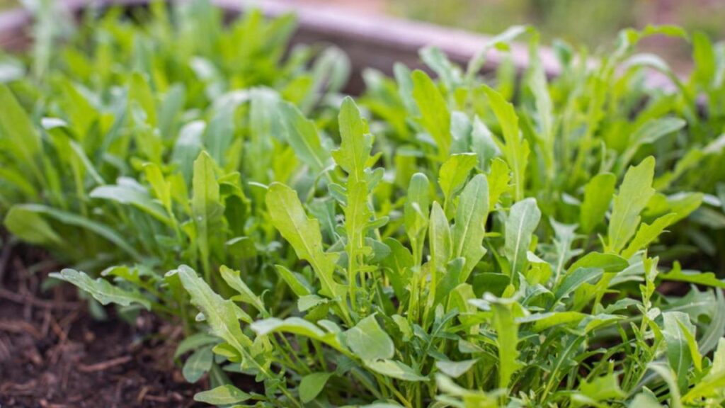 How to Plant and Grow Arugula