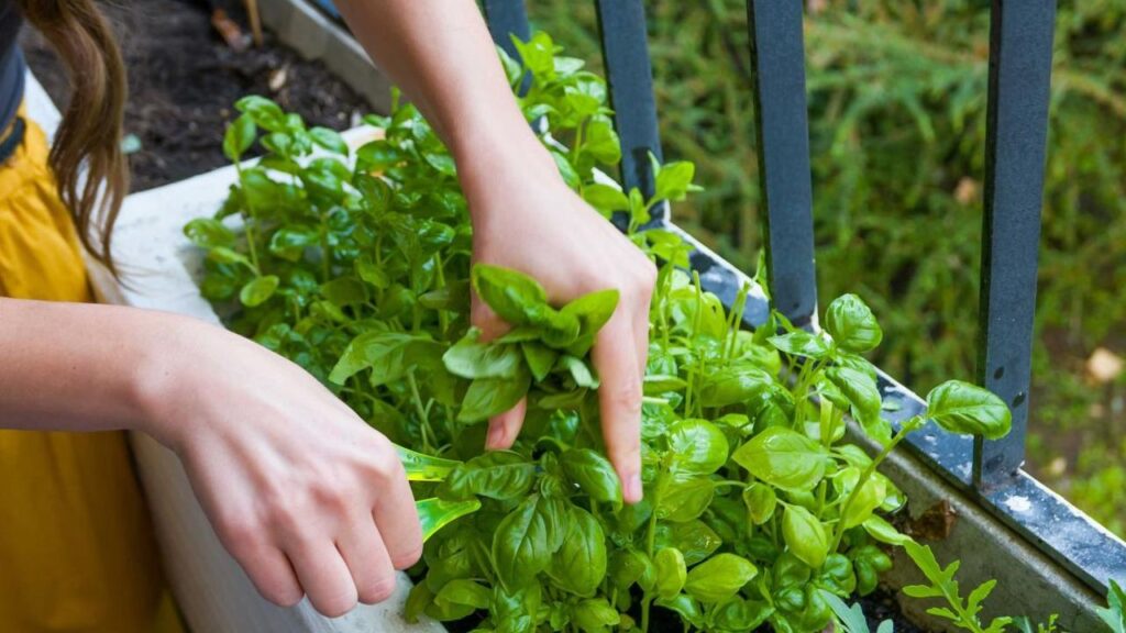 Caring for a Basil Plant1