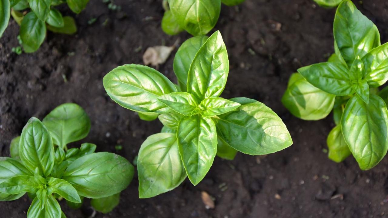 Caring for a Basil Plant1