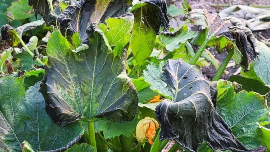 Troubleshooting Common Pumpkin Plant Problems