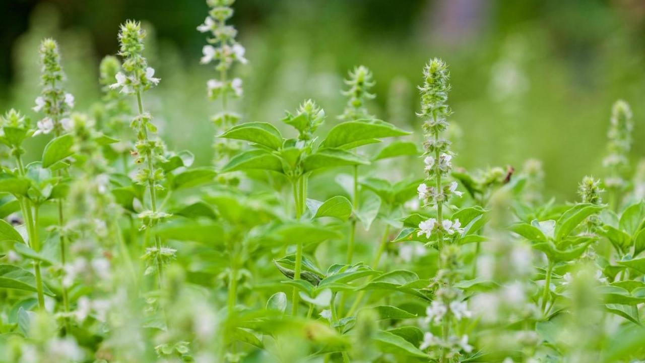 What to Do When Your Basil Plant Flowers