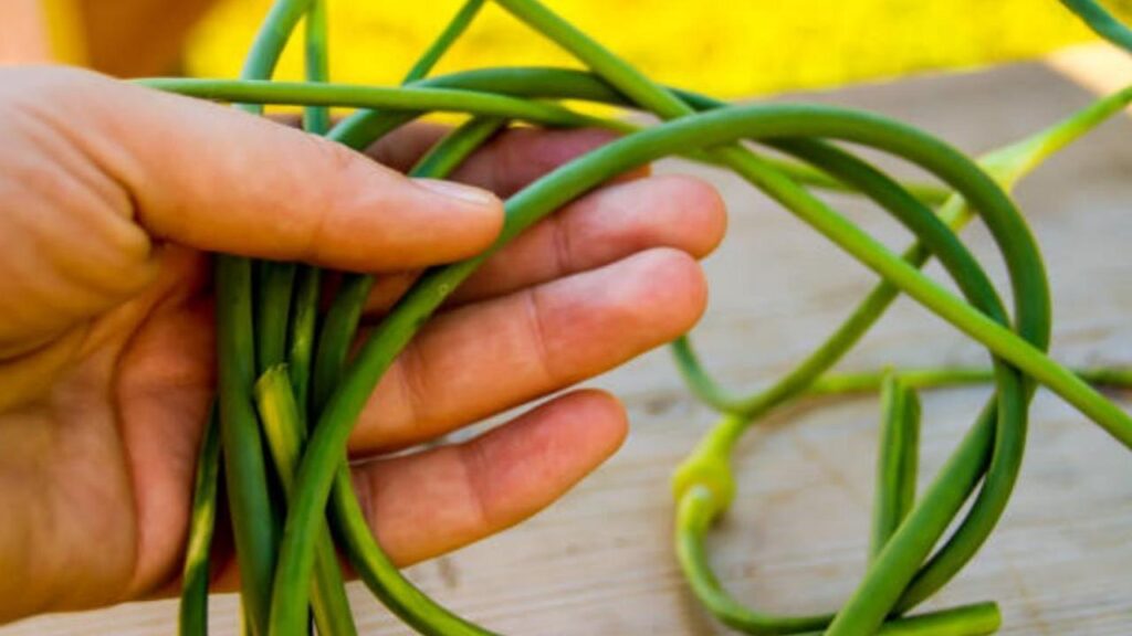When to Harvest Garlic Scapes A Comprehensive Guide