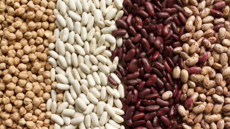 Which Beans are Best for Canning