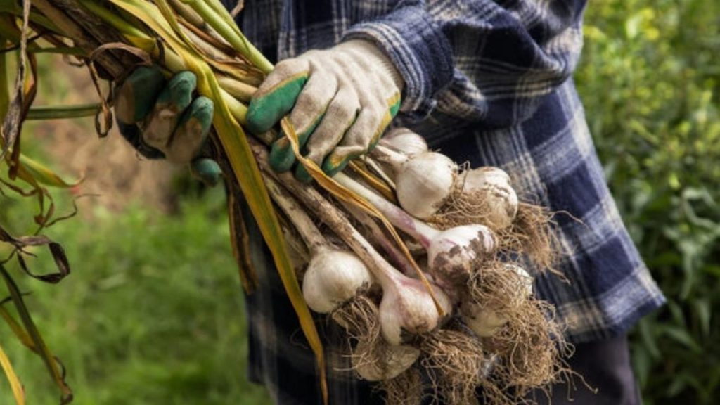 Garlic Planting