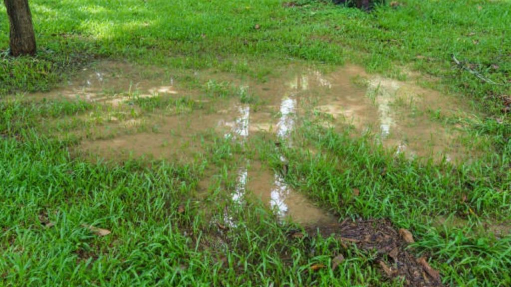 Heavy Rains After Planting Grass Seed