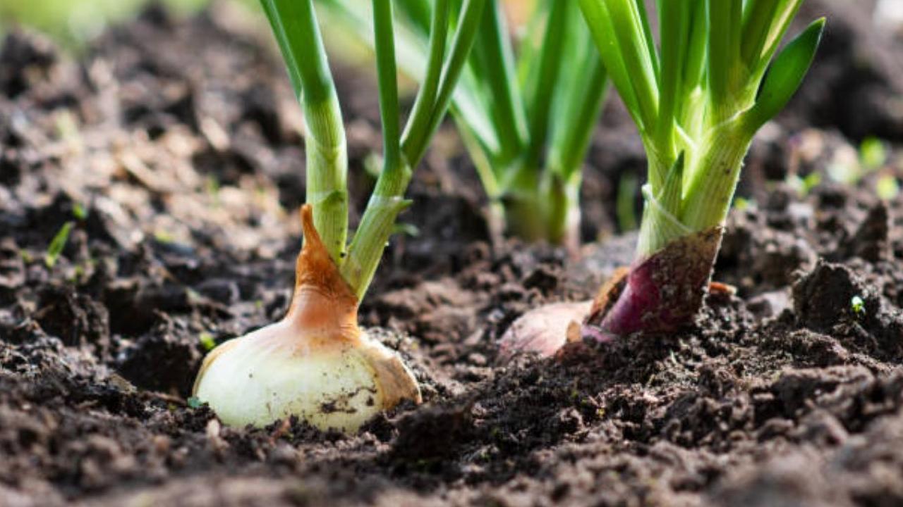 Plant Onions