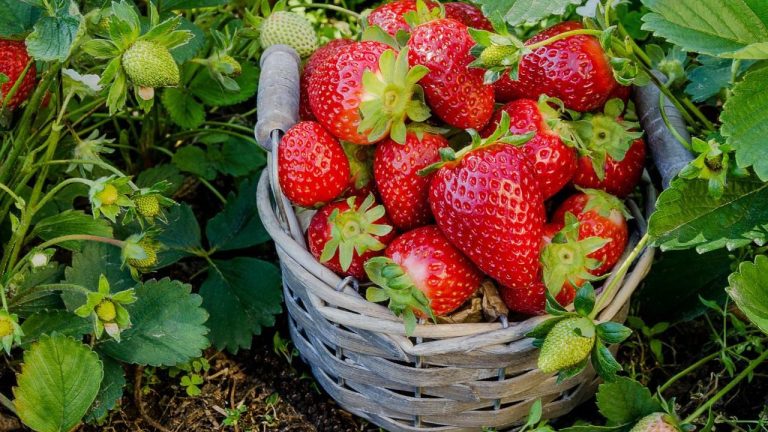 Plant Strawberries