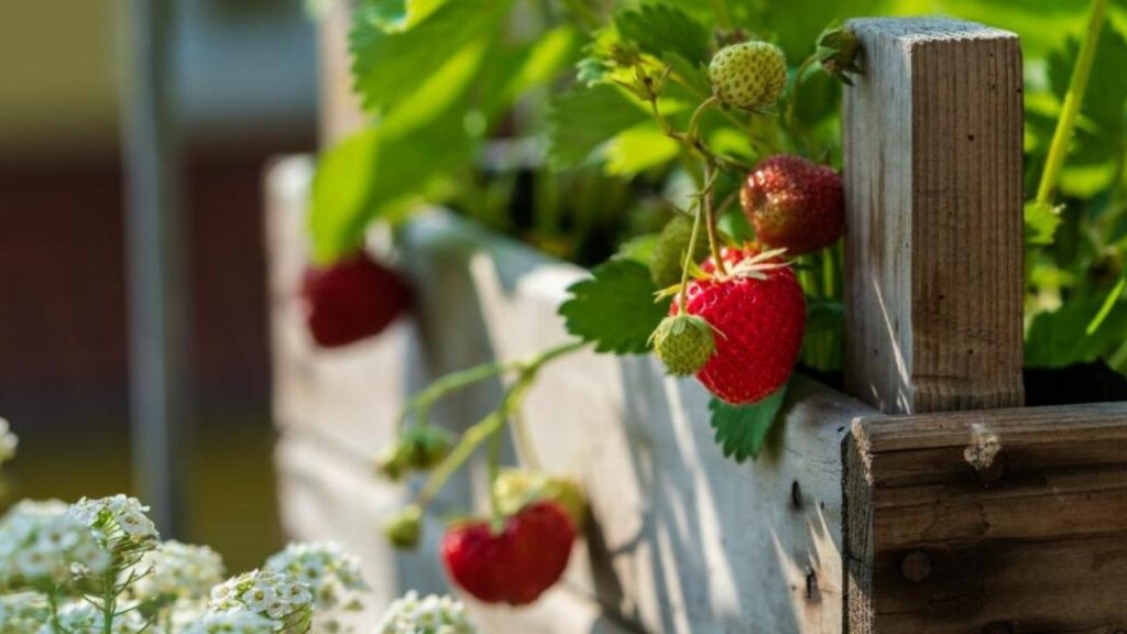 Plant Strawberries
