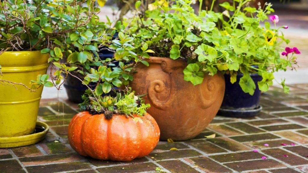 Creative Outdoor Ideas for Autumn Curb Appeal