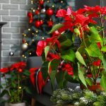 Houseplants for Festive Christmas Decorating