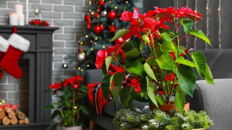 Houseplants for Festive Christmas Decorating