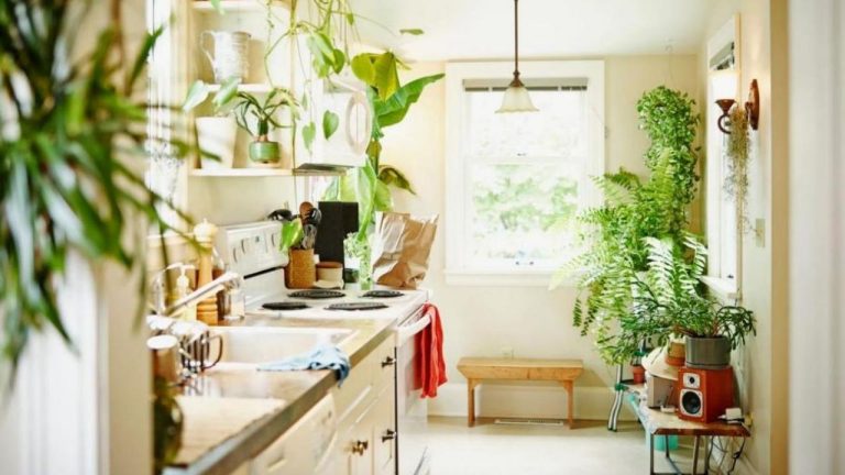 the Mood-Boosting Power of Houseplants